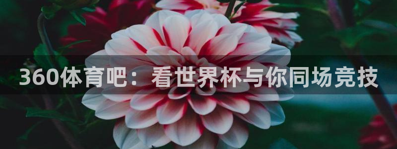 山猫足球直播在线观看免费：360体育吧：看世界杯与你同场竞技